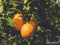 昭通市昭阳区易记软件开发有限公司